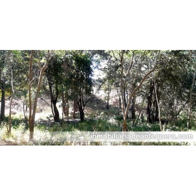 Terreno en venta en Teotitlán de Flores Magón